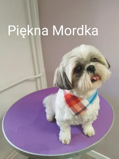 PIĘKNA MORDKA